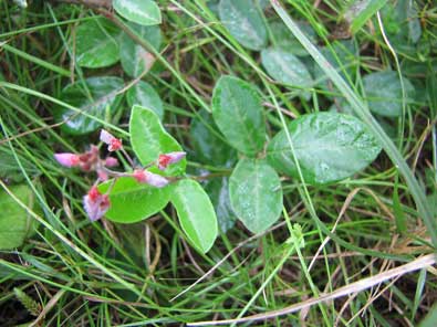 Bulbophyllum