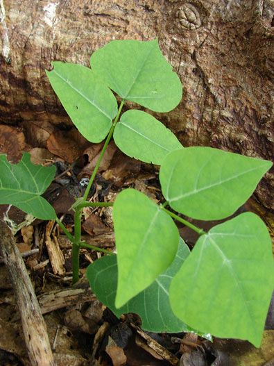 Ngatae leaves