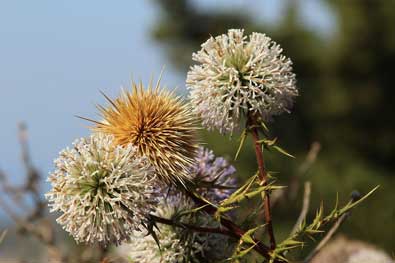 Echinops