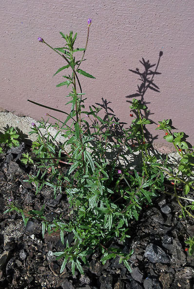 Epilobium