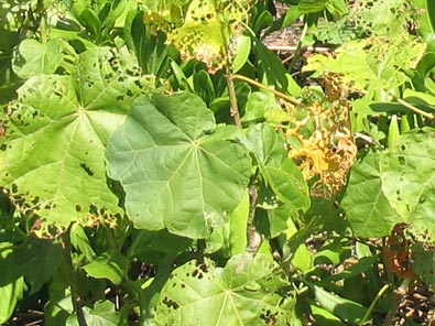 Hibiscadelphus