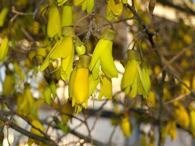 Kowhai