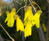 Kowhai 2015