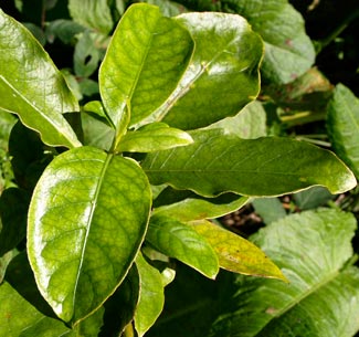 Coprosma grandifolia