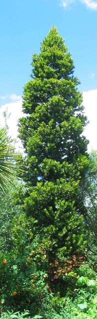 Kauri