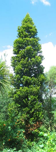 Kauri