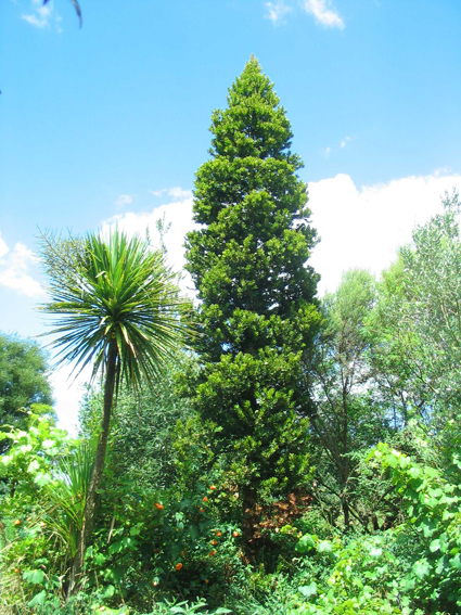 Kauri