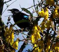 Kowhai
