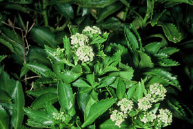 Lepidium-1