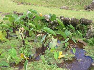 Kalo-Limahuli