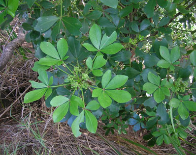 houpara flowers