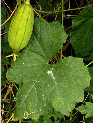 Luffa-2