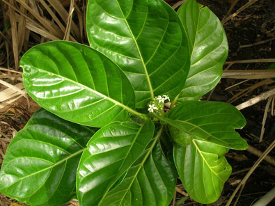 Morinda-Hoolawa