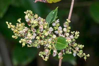 Muelhenbeckia