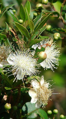 Myrtus