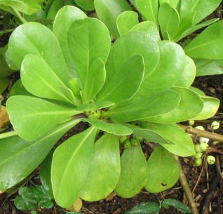 Taupata Leaf