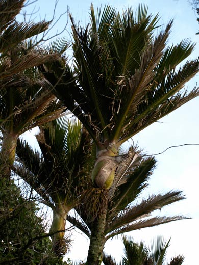 Nikau