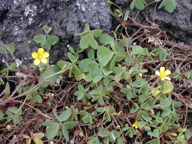 Oxalis-1