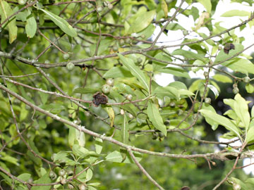Metrosideros fulgens