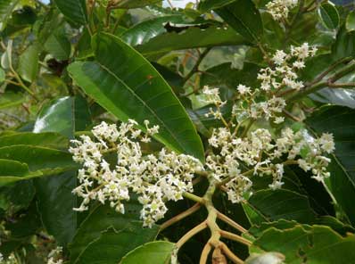 Alphitonia inflorescence