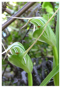 Tutukiwi