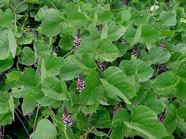 Kudzu with flowers