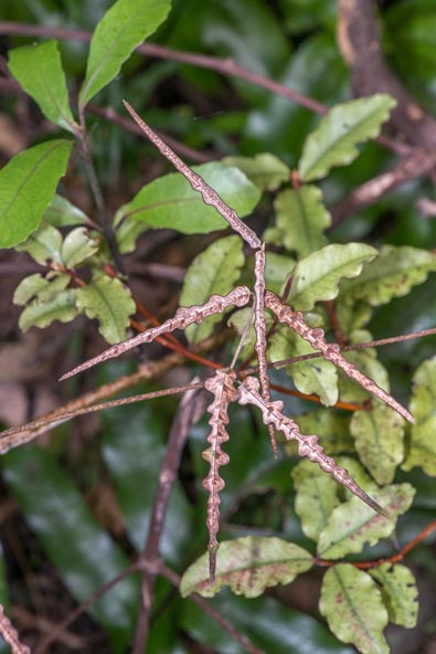 Poapoa