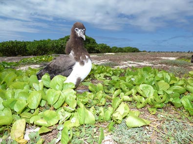 Tapa-Samoa