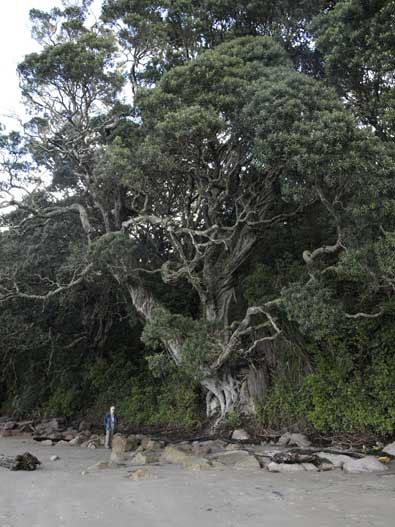 Pohutukawa