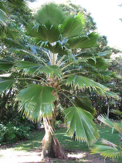Pritchardia3