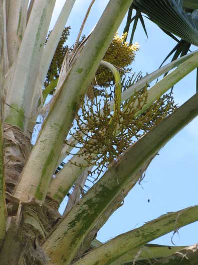 Pritchardia-inflorescence