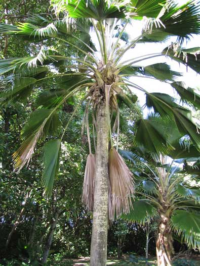Pritchardia