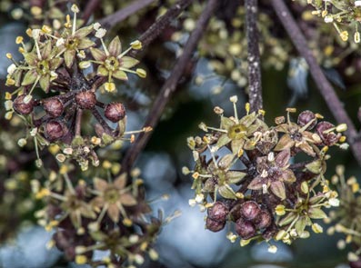 whauwhau flowers