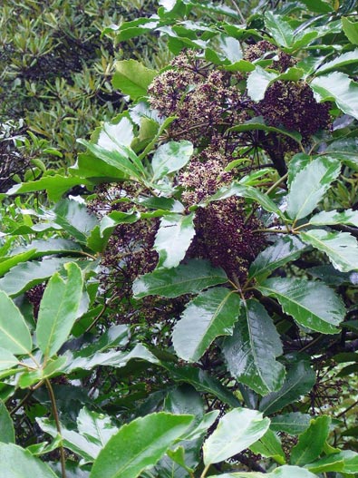 Whauwhau inflorescence