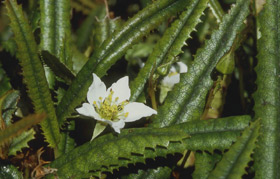 Taramoa