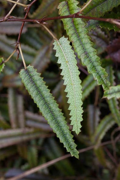 Rubus