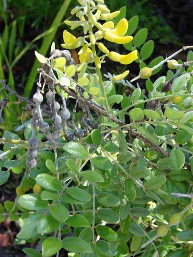 Sophora tomentosa - Leon Levy Native Plant Preserve