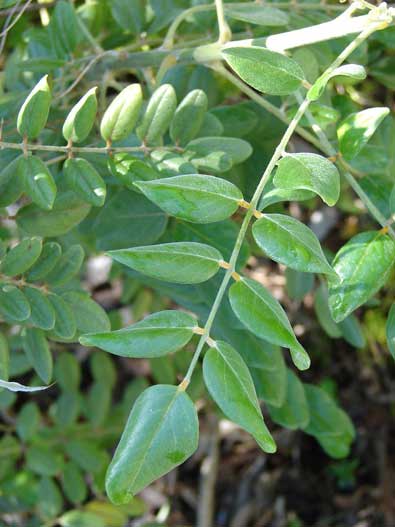 Sophora_tomentosa