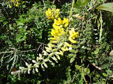 Sophora_tomentosa