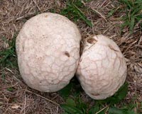 Lycoperdon