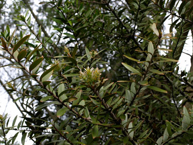 Kauri foliage