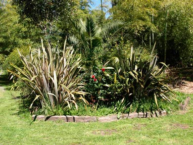 Phormium spp