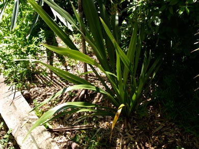 Phormium cookianum