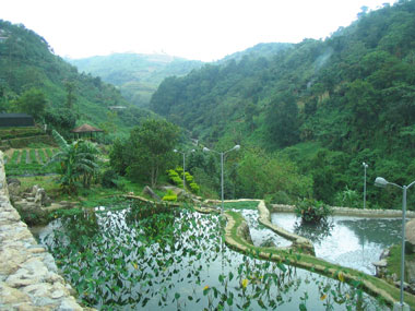 Taro-Baguio