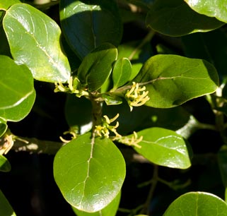 Taupata Leaf