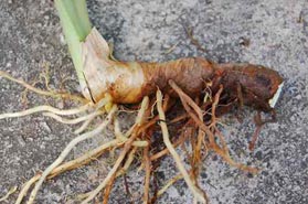 Typha rhizome