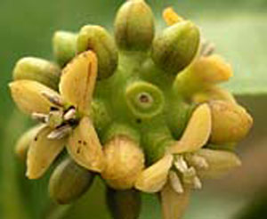 M_myrtifolia_flower