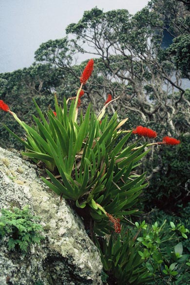 Pohutukawa