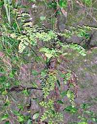 Adiantum c-v