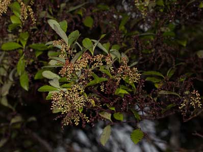 Hutu flower